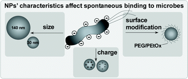Graphical abstract: Nanomaterial–microbe cross-talk: physicochemical principles and (patho)biological consequences