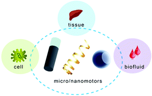 Graphical abstract: Micro/nanomotors towards in vivo application: cell, tissue and biofluid