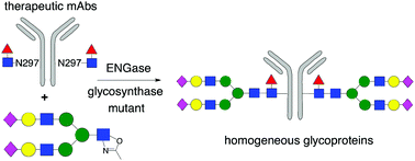 Graphical abstract: The ENGases: versatile biocatalysts for the production of homogeneous N-linked glycopeptides and glycoproteins