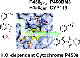 Graphical abstract: A substrate-binding-state mimic of H2O2-dependent cytochrome P450 produced by one-point mutagenesis and peroxygenation of non-native substrates