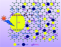 Graphical abstract: Hierarchical dandelion-flower-like cobalt-phosphide modified CdS/reduced graphene oxide-MoS2 nanocomposites as a noble-metal-free catalyst for efficient hydrogen evolution from water