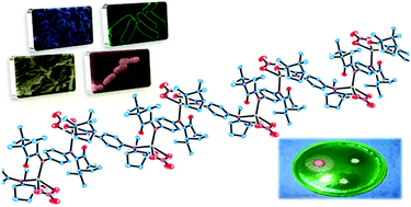 Graphical abstract: Antibacterial activity of silver camphorimine coordination polymers