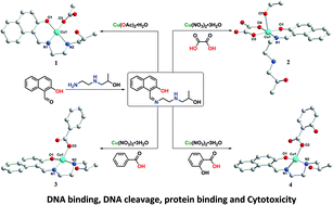 Graphical abstract: Mixed-ligand copper(ii) Schiff base complexes: the role of the co-ligand in DNA binding, DNA cleavage, protein binding and cytotoxicity