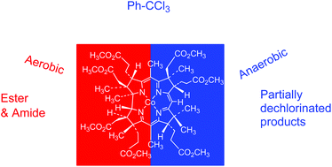 Graphical abstract: Electrolysis of trichloromethylated organic compounds under aerobic conditions catalyzed by the B12 model complex for ester and amide formation
