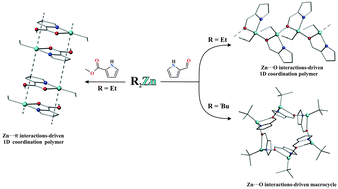 Graphical abstract: Structural diversity of alkylzinc complexes with pyrrole-based N,O-ligands: from molecular complexes to coordination polymers