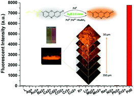 Graphical abstract: A water-soluble colorimetric two-photon probe for discrimination of different palladium species and its application in bioimaging
