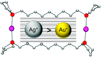 Graphical abstract: Selective formation of silver(i) bis-phospholane macrocycles and further evidence that gold(i) is smaller than silver(i)