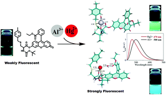 Graphical abstract: The interaction of Hg2+ and trivalent ions with two new fluorescein bio-inspired dual colorimetric/fluorimetric probes
