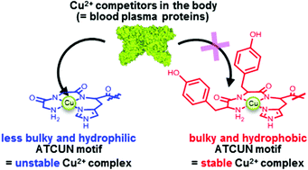 Graphical abstract: Enhanced stability of Cu2+–ATCUN complexes under physiologically relevant conditions by insertion of structurally bulky and hydrophobic amino acid residues into the ATCUN motif