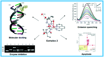 Graphical abstract: Ni(ii)/Cu(ii)/Zn(ii) 5,5-diethylbarbiturate complexes with 1,10-phenanthroline and 2,2′-dipyridylamine: synthesis, structures, DNA/BSA binding, nuclease activity, molecular docking, cellular uptake, cytotoxicity and the mode of cell death