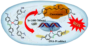 Graphical abstract: Photoactive platinum(ii) β-diketonates as dual action anticancer agents
