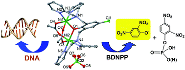 Graphical abstract: Dinuclear metal(ii)-acetato complexes based on bicompartmental 4-chlorophenolate: syntheses, structures, magnetic properties, DNA interactions and phosphodiester hydrolysis