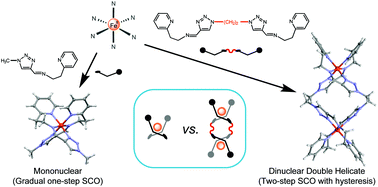 Graphical abstract: Synthesis, structure, and spin crossover above room temperature of a mononuclear and related dinuclear double helicate iron(ii) complexes