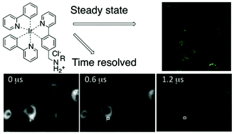 Graphical abstract: Novel aminoalkyl tris-cyclometalated iridium complexes as cellular stains