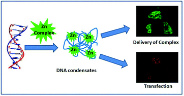 Graphical abstract: Fluorescent zinc(ii) complexes for gene delivery and simultaneous monitoring of protein expression