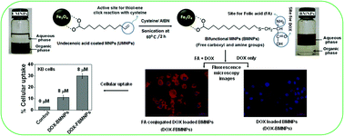 Graphical abstract: Folic acid conjugated Fe3O4 magnetic nanoparticles for targeted delivery of doxorubicin