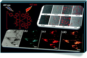 Graphical abstract: A lysosome targetable luminescent bioprobe based on a europium β-diketonate complex for cellular imaging applications