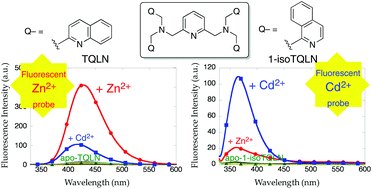 Graphical abstract: Replacement of quinolines with isoquinolines affords target metal ion switching from Zn2+ to Cd2+ in the fluorescent sensor TQLN (N,N,N′,N′-tetrakis(2-quinolylmethyl)-2,6-bis(aminomethyl)pyridine)