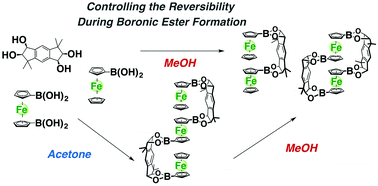 Graphical abstract: Control of the reversibility during boronic ester formation: application to the construction of ferrocene dimers and trimers