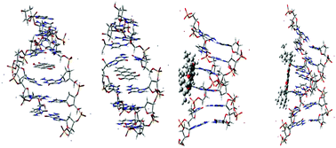 Graphical abstract: Interstrand DNA covalent binding of two dinuclear Ru(ii) complexes. Influence of the extra ring of the bridging ligand on the DNA interaction and cytotoxic activity