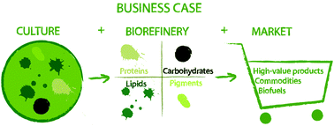 Graphical abstract: Towards industrial products from microalgae
