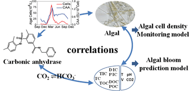 Graphical abstract: Significance of different carbon forms and carbonic anhydrase activity in monitoring and prediction of algal blooms in the urban section of Jialing River, Chongqing, China