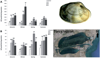 Graphical abstract: Combined effects of metal contamination and abiotic parameters on biomarker responses in clam Ruditapes decussatus gills: an integrated approach in biomonitoring of Tunis lagoon