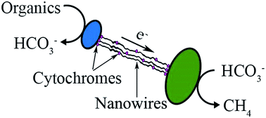 Graphical abstract: Hardwiring microbes via direct interspecies electron transfer: mechanisms and applications