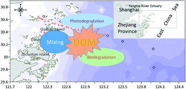 Graphical abstract: Linking optical properties of dissolved organic matter to multiple processes at the coastal plume zone in the East China Sea