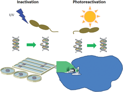 Graphical abstract: Impact of environmental conditions on bacterial photoreactivation in wastewater effluents