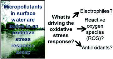 Graphical abstract: Exploring the oxidative stress response mechanism triggered by environmental water samples