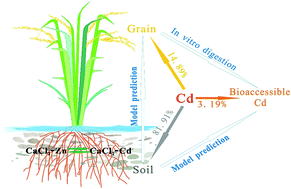 Graphical abstract: Cadmium transfer from contaminated soils to the human body through rice consumption in southern Jiangsu Province, China