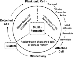 Graphical abstract: Effects of synthetic iron and aluminium oxide surface charge and hydrophobicity on the formation of bacterial biofilm