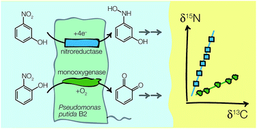 Graphical abstract: Isotope fractionation associated with the simultaneous biodegradation of multiple nitrophenol isomers by Pseudomonas putida B2
