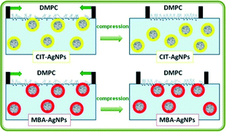 Graphical abstract: Role of the capping agent in the interaction of hydrophilic Ag nanoparticles with DMPC as a model biomembrane