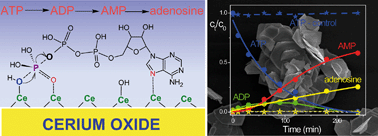 Graphical abstract: Accelerated dephosphorylation of adenosine phosphates and related compounds in the presence of nanocrystalline cerium oxide