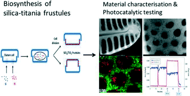 Graphical abstract: Diatom silica–titania photocatalysts for air purification by bio-accumulation of different titanium sources