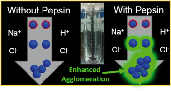 Graphical abstract: Protein corona-induced modification of silver nanoparticle aggregation in simulated gastric fluid