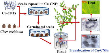 Graphical abstract: Carbon nanofibers as a micronutrient carrier in plants: efficient translocation and controlled release of Cu nanoparticles