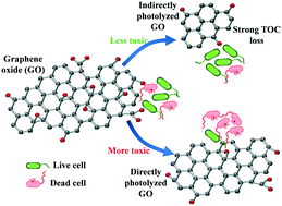 Graphical abstract: Antibacterial property of graphene oxide: the role of phototransformation