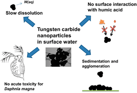 Graphical abstract: Tungsten carbide nanoparticles in simulated surface water with natural organic matter: dissolution, agglomeration, sedimentation and interaction with Daphnia magna