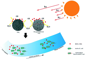 Graphical abstract: Cytotoxicity of TiO2 nanoparticles toward Escherichia coli in an aquatic environment: effects of nanoparticle structural oxygen deficiency and aqueous salinity