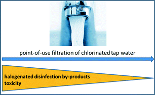 Graphical abstract: Point-of-use water filters can effectively remove disinfection by-products and toxicity from chlorinated and chloraminated tap water