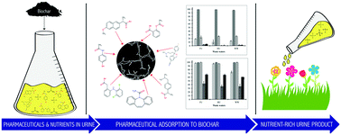 Graphical abstract: Pharmaceutical removal in synthetic human urine using biochar