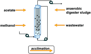 Graphical abstract: Impact of acclimation methods on microbial communities and performance of anaerobic fluidized bed membrane bioreactors
