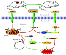 Graphical abstract: Pleurotus nebrodensis polysaccharide(PN50G) evokes A549 cell apoptosis by the ROS/AMPK/PI3K/AKT/mTOR pathway to suppress tumor growth