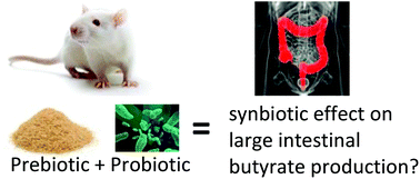 Graphical abstract: A search for synbiotics: effects of enzymatically modified arabinoxylan and Butyrivibrio fibrisolvens on short-chain fatty acids in the cecum content and plasma of rats