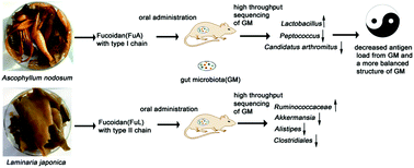 Graphical abstract: Dietary fucoidan modulates the gut microbiota in mice by increasing the abundance of Lactobacillus and Ruminococcaceae