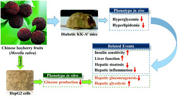 Graphical abstract: Effects of flavonoid-rich Chinese bayberry (Morella rubra Sieb. et Zucc.) fruit extract on regulating glucose and lipid metabolism in diabetic KK-Ay mice