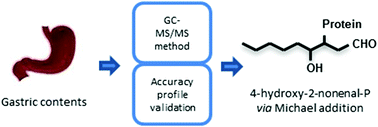 Graphical abstract: Quantification of 4-hydroxy-2-nonenal-protein adducts in the in vivo gastric digesta of mini-pigs using a GC-MS/MS method with accuracy profile validation